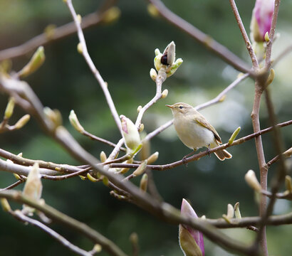 Common chiffchaff perched on a magnolia branch with flower buds.
