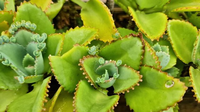 Kalanchoe Pinnata Succulent with Tiny Buds Growing on Leaf Edges