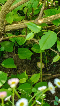 Esta imagen muestra tres huevos de ave moteados en un nido de musgo, ocultos bajo un dosel de hojas verdes y ramas, con un primer plano borroso de flores de margarita peque&ntilde;as y blancas.