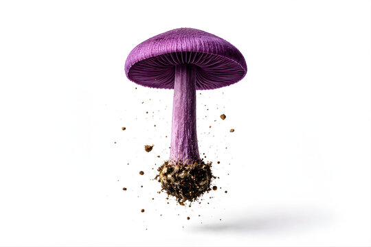 Suspended Laccaria Amethystina Mushroom | High-Speed Studio Macro Nature Shot