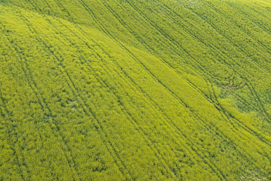 Aerial view of rolling hills covered in vibrant yellow rapeseed flowers with diagonal tractor tracks in the countryside near Botriolo, Toscana, Italy.