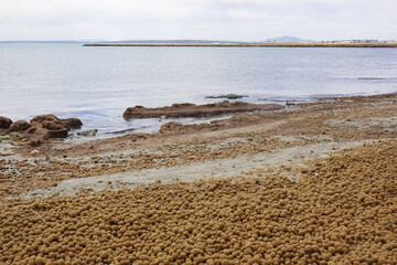 Neptune balls, Posidonia oceanica allgae, on the beach in Santa Pola, Spain © nastyakamysheva