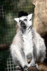 Fototapeta premium the ring tailed lemur is perched on a branch resting
