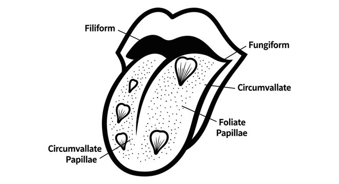 Medical illustration of tongue papillae structures and taste buds details