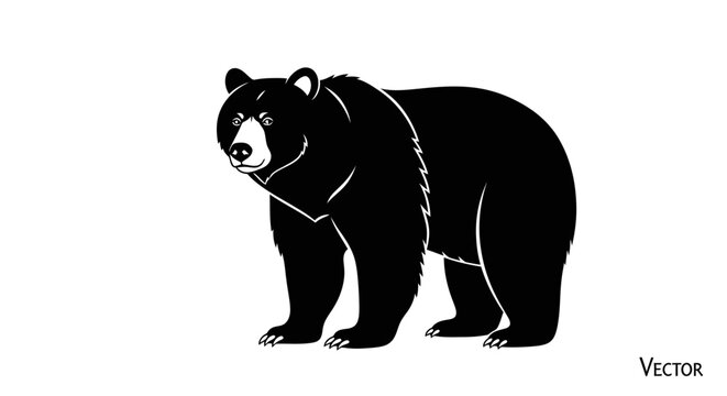 Black bear standing on white background.