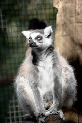 Fototapeta premium the ring tailed lemur is sitting resting