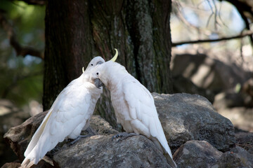 Fototapeta premium the sulphur crested cockatoos are preening each other