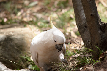 tthe sulphur crested cockatoo is looking for food near the tree roots © susan flashman