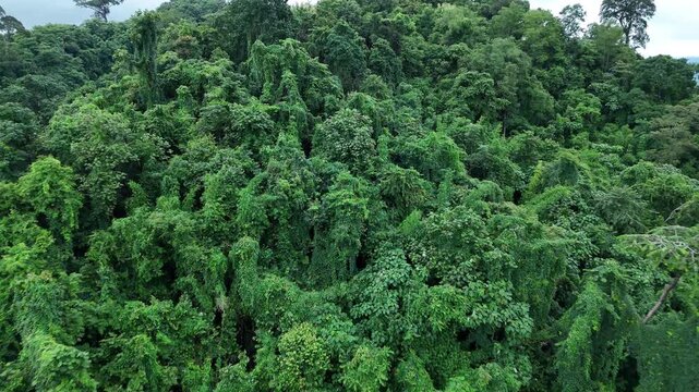 Aerial drone shot over primary Jungle tropical rain forest in Nan, Thailand. Aerial view, moving over a rainforest tree canopy in a slow pace beautiful green nature background of a tropical forest.	