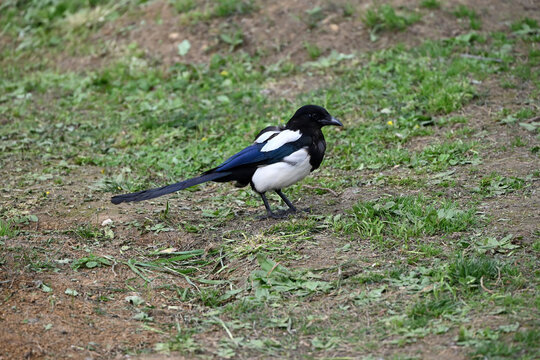 a black and white magpie on the ground