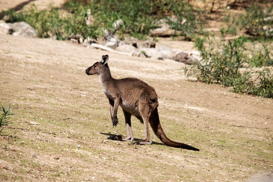 the western grey kangaroo is in a paddock