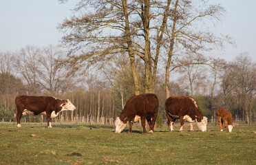 Czerwono białe krowy na porannym pastwisku © kubikactive