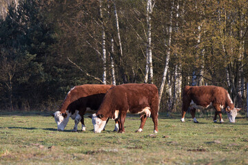 Czerwono białe krowy na porannym pastwisku © kubikactive