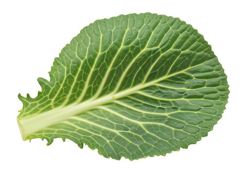 A single vibrant green cabbage leaf with detailed venation on transparent background