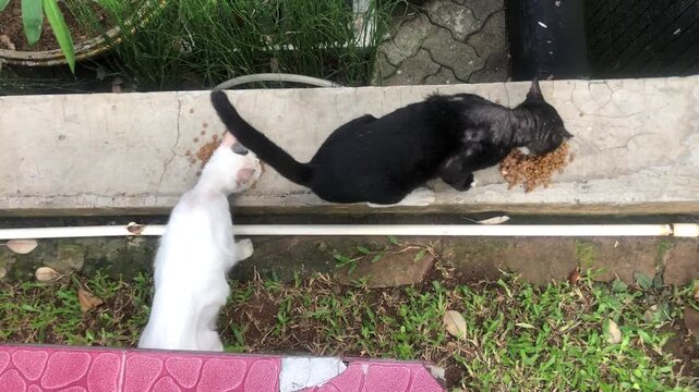 Two cats, one black and one white, eating kibble from a concrete ledge outdoors.