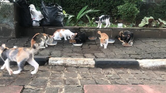 A group of stray cats gathered to eat from bowls placed on a paved walkway.