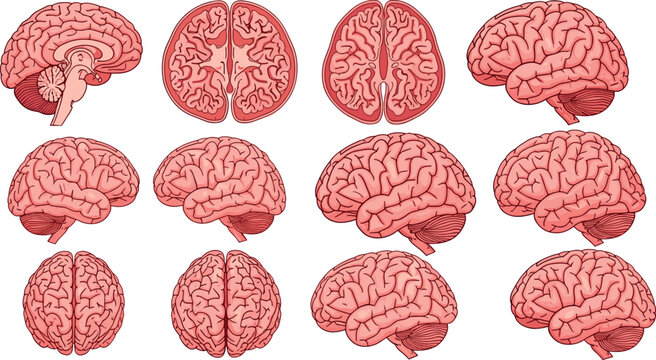 Human brain anatomy collection with different views cross sections and medical details isolated vector illustration set