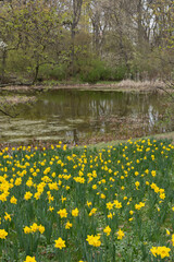 Obraz premium Field of daffodils by the water with tree reflections, peaceful spring day in a city park, Skaryszewski Park, Warsaw