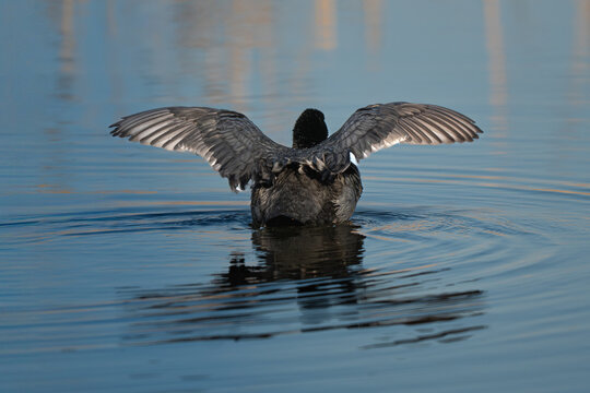 Eurasian coot viewed from behind with open wings on water