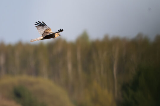 Western marsh harrier flying over blurred forest background in warm evening light