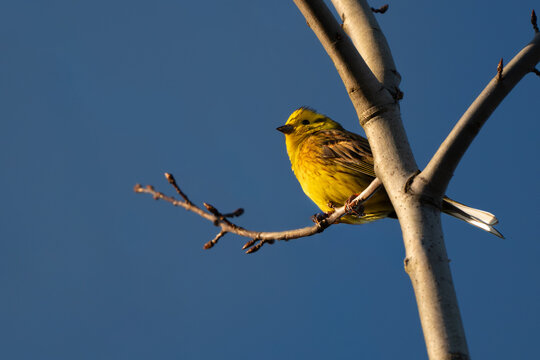 Yellowhammer perched on branch in warm golden sunlight