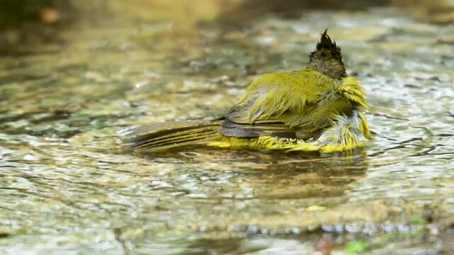 Black-crested bulbul Bird Splashing in Water