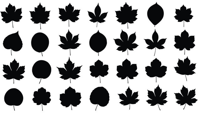Collection of various maple leaf silhouettes in black and white