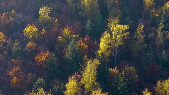Aerial view of colorful trees in in a autumn woodland in the black forest in Germany on a sunny day on fall