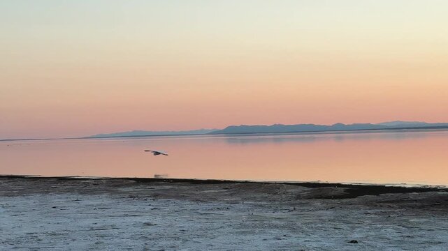 Bird gliding over still water at sunset in Salton Sea, California, peaceful cinematic view and stunning environment.