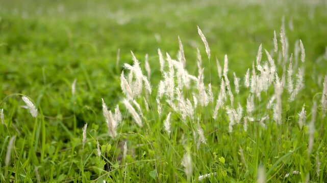 Field of Fluffy White Cogongrass Plumes Swaying in a Summer Breeze. Natural Background of Elegant White Grass Seed Pods in Afternoon Light.