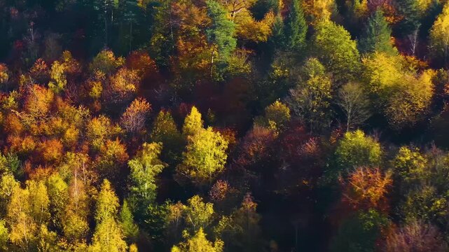 Aerial view of colorful trees in in a autumn woodland in the black forest in Germany on a sunny day on fall