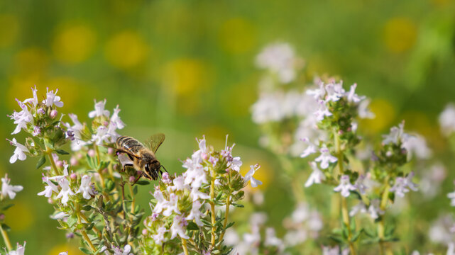 Honey Bee Foraging On Thyme Flowers In Soft Sunlight