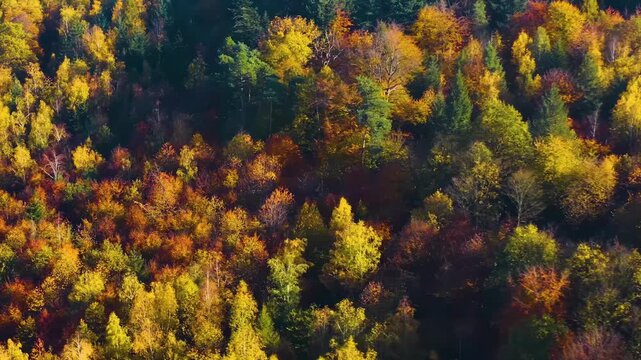 Aerial view of colorful trees in in a autumn woodland in the black forest in Germany on a sunny day on fall