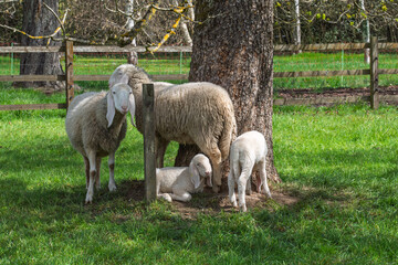 Fototapeta premium Troupeau de moutons Bergamasques et agneaux dans un pâturage ensoleillé.