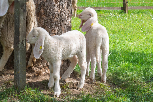 Deux jeunes agneaux blancs aux longues oreilles dans un p&acirc;turage ensoleill&eacute;.