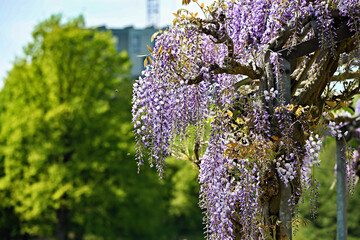 Cascading clusters of purple and white wisteria blossoms hang from twisted woody vines supported by a metal trellis © Dieter Stahl