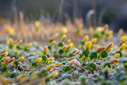 Tiny winter aconites rise from the frozen earth. Winter aconite (Eranthis hyemalis) yellow buds emerging through frosty ground in early spring, soft morning light and shallow depth of field. 
