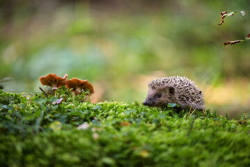 A young hedgehog (Erinaceus europaeus) explores lush green moss next to wild mushrooms in a soft-focus forest. Cute wildlife photography capturing nature in a peaceful woodland setting. © Rudolf