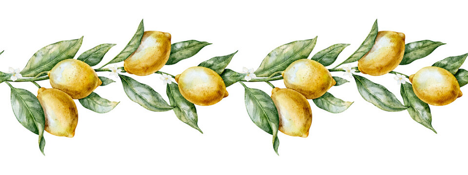 Lemon seamless watercolor border with citrus branches, leaves and blossoms. Illustration of botanical horizontal pattern for kitchen decor, textile, packaging, wallpaper and surface design.
