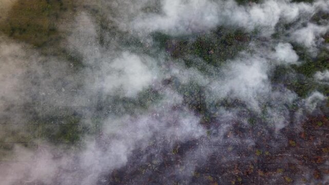 Mist drifts softly over mossy, damp earth. Fog curls around fallen leaves and dark soil. Clouds drift in slow, silent motion