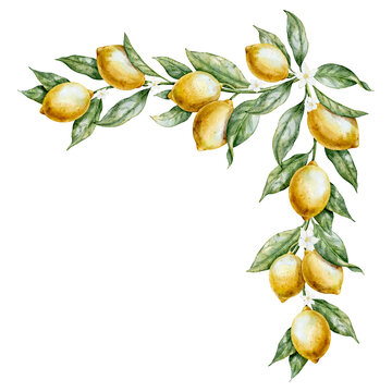 Watercolor Lemon corner composition with Citrus fruits, leaves and blossoms. Illustration of branch for invitations, packaging, textile and kitchen design. Template for frame and greeting card.