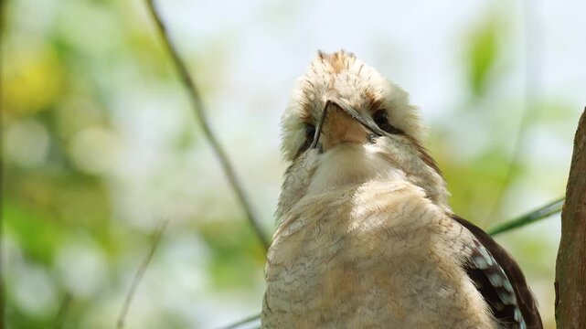 Close up shot of a laughing kookaburra (Dacelo novaeguineae) perches on a tree.