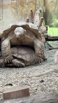 Vertical shot of two giant tortoises mating in a zoo enclosure, showcasing natural animal behavior in captivity.
