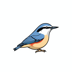 Obraz premium Colorful Eurasian Nuthatch bird illustration isolated on white background.