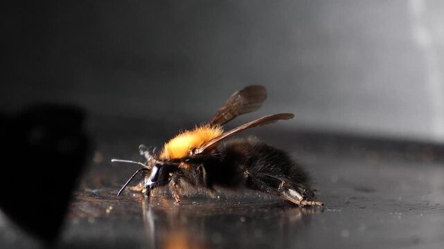 A fluffy bumblebee at night. A sleepy bumblebee flew into the house; a close-up of a bumblebee on the floor.