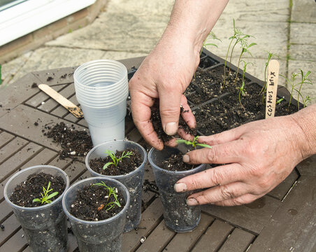 Hands arranging young leggy cosmos flower seedlings into cups on rustic potting table in the garden on warm spring day