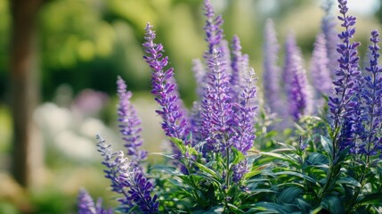 Fototapeta premium Purple salvia flowers blooming in garden. Fresh sage blossoms in sunlight. Nature background with meadow flora for seasonal decoration and botanical design concept. Summer field plant.