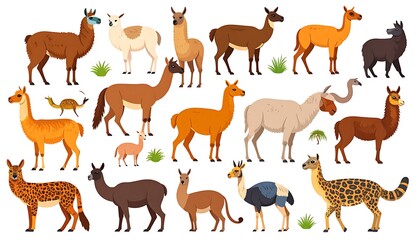 Fototapeta premium A vibrant, cartoon illustration showcasing a diverse group of camelids in various colors, poses, and sizes. They are arranged on a white background