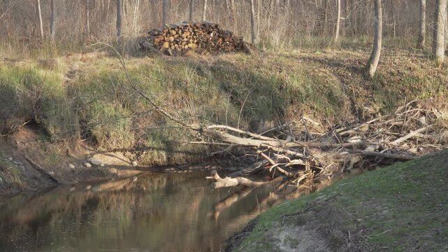 Sunlight glints on the water of a narrow drainage ditch filled with driftwood. Piles of stacked logs from forest work rest on the far bank beneath bare spring trees in the quiet countryside. 