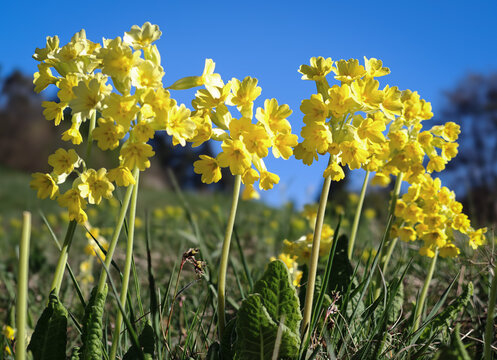 Yellow cowslip flowers (Primula veris) growing in patches on a sunny meadow in the B&uuml;kk Mountains, Hungary, early spring wildflower scene.